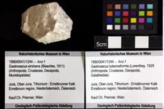 Foto (Objket + Etiketten) von Gastrosacus tuberosiformis (Lorenthey, 1929) 